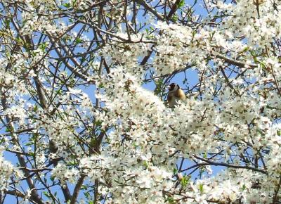 Прикрепленное изображение: Sz1.jpg